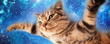 a cute funny cat flies through the sky and space