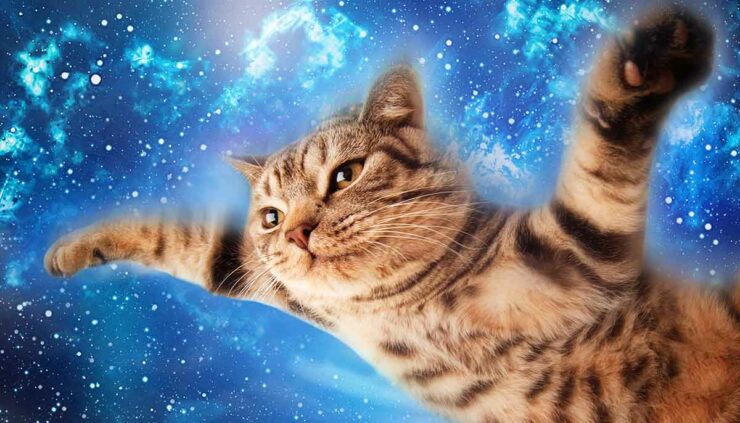 a cute funny cat flies through the sky and space