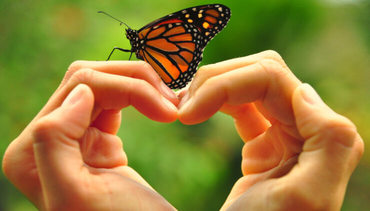 Woman holding a butterfly