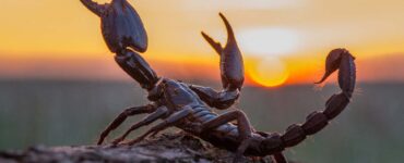 A scorpion on a desert rock