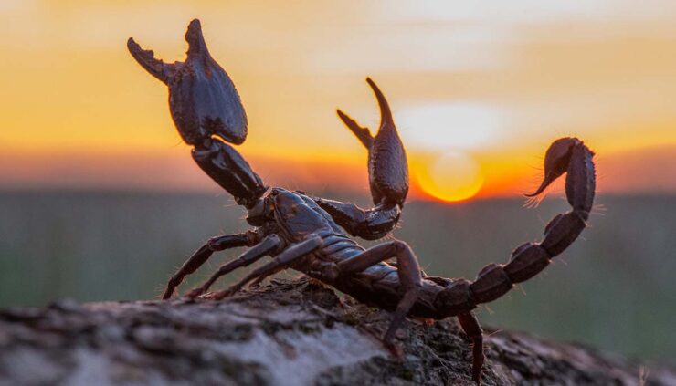 A scorpion on a desert rock