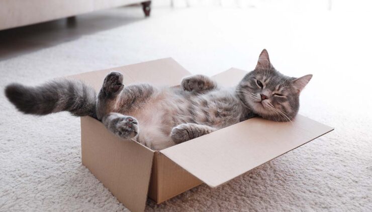 cute cat relaxing in a cardboard box